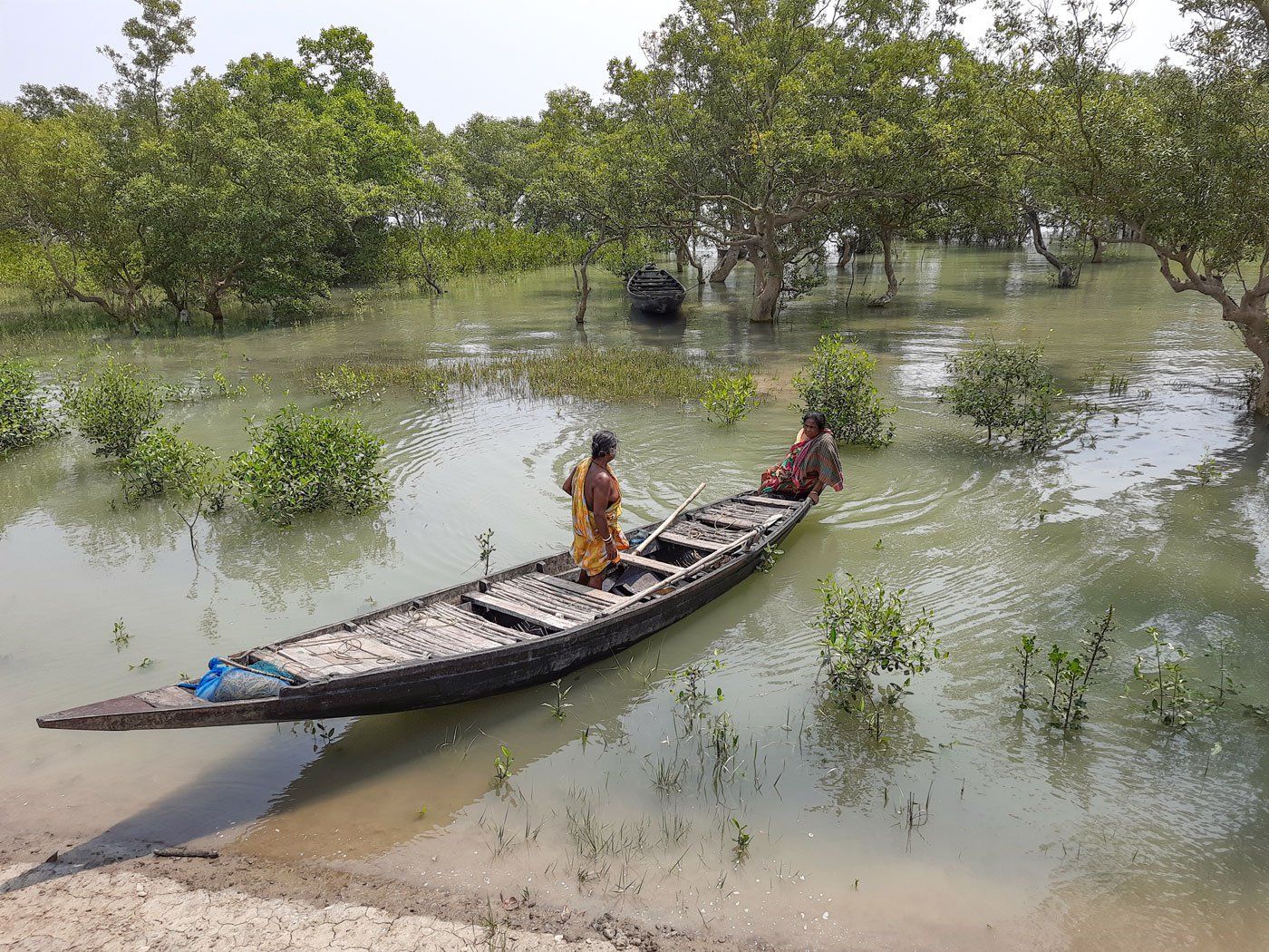 Hunting for crabs in the shadow of the Bengal tiger