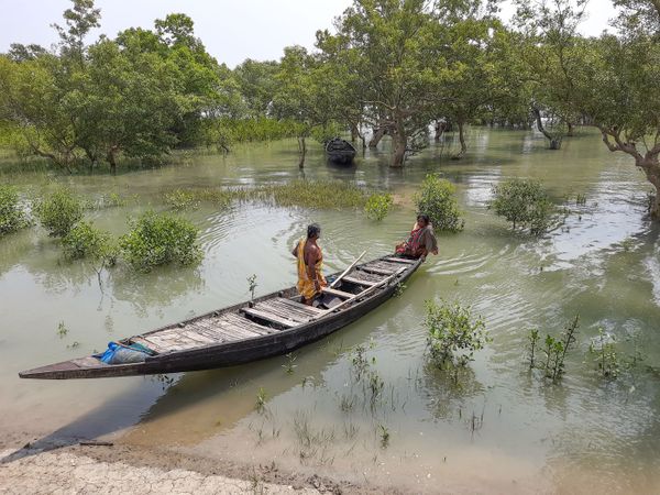 Hunting for crabs in the shadow of the Bengal tiger